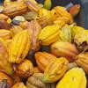 Theobroma Cacao