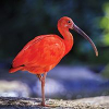 Atmosphère d'Amazonie - Ibis Rouges