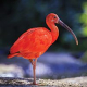 Atmosphère d'Amazonie - Ibis Rouges